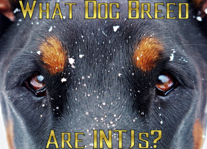 Double Feature: What Dog Breed are INTJs - Bryan C. Laesch